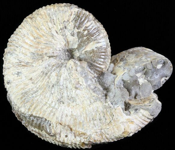 Hoploscaphites Brevis Ammonite - South Dakota #62592
